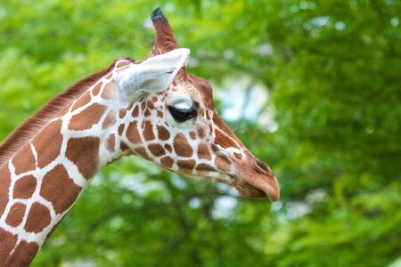 Cute giraffe walking past treesの写真素材