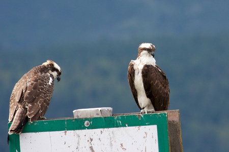Juvenily Canadian osprey landing on a signpost next to its mateの写真素材