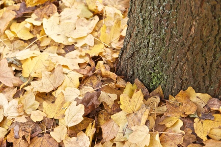 Maple leafs around a tree trunk in autumn