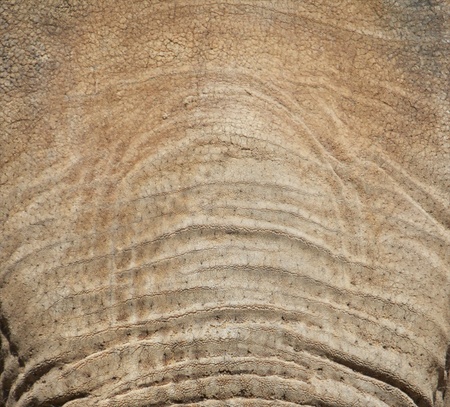 Closeup shot of an Asian Elephantの写真素材