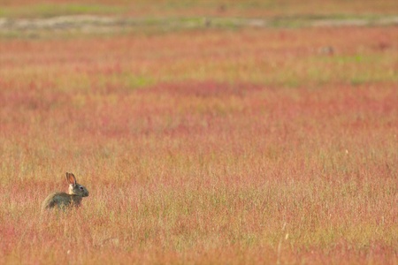 Lonely easter bunny sitting in red fireweed