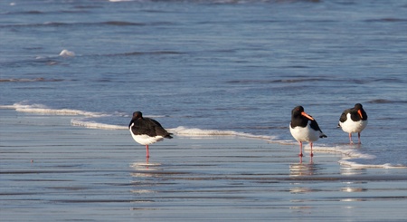 Three cute oystercatchers at the shore of Sylt island, Germanyの写真素材