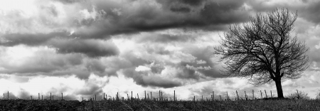 Lonely tree on a field in front of a vineyard with a stormy skyの写真素材