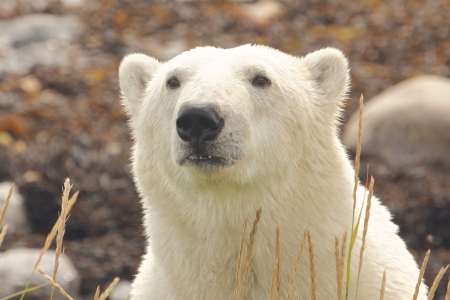 Closeup portrait of a Canadian polar bear in the arctic tundra of Churchill, Manitoba in summerの写真素材
