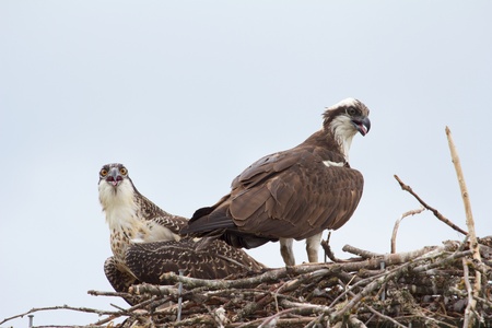 Osprey couple sitting on their nest, making noiseの写真素材
