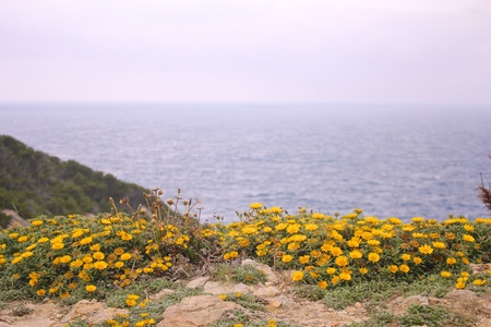 View over a flowerbed at the edge of the Mediterranean Sea on Majorca island, Spainの写真素材