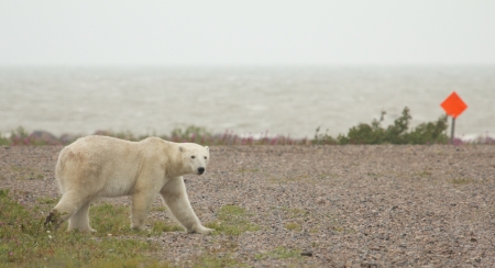 Polar Bear crossing an airfield in the arctic tundra with a red signpost marking the end of the runwayの写真素材