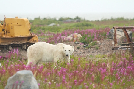 Curious Canadian Polar Bear walking in the fireweed next to an old bulldozerの写真素材