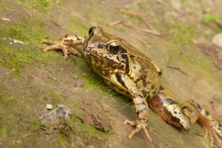 Closeup portrait of a common European frog on the forest groundの写真素材
