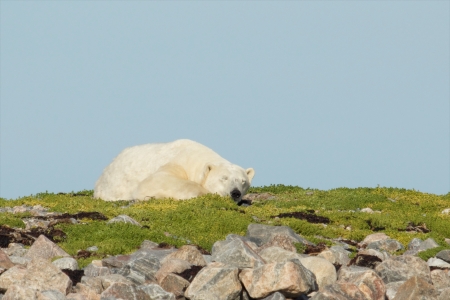 Lazy Canadian Polar Bear wallowing, stretching and sleeping on a grass patch in the arctic tundra of the Hudson Bay near Churchill, Manitoba in summerの写真素材