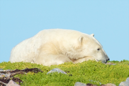Lazy Canadian Polar Bear wallowing, stretching and sleeping on a grass patch in the arctic tundra of the Hudson Bay near Churchill, Manitoba in summerの写真素材