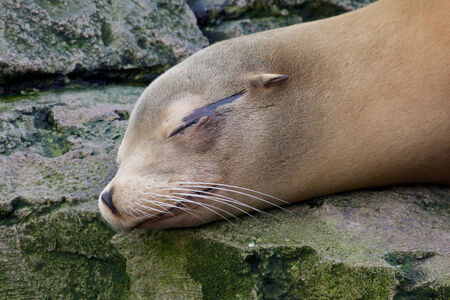Lazy sea lion sleeping on a rockの写真素材