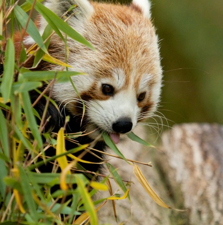 Cute Red Panda eatings Bamboo shoots, its favorite lunchの写真素材