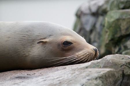 Lazy sea lion sleeping and wallowing on a rockの写真素材