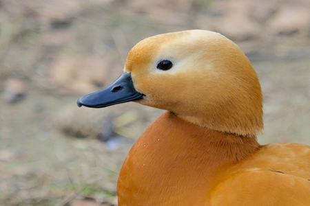 Portrait of a yellow-brown ruddy shelduckの写真素材