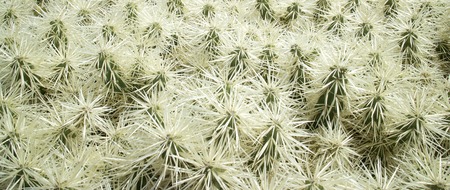 Macro shot of a cactus in Jardin de Cactus, Lanzarote, Spain
