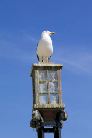 Seagull sitting on a street lampの写真素材