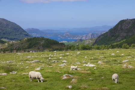 View over a lush Norwegian meadow with sheep and a fjord landscape in the backgroundの写真素材