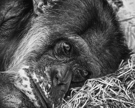 Sad chimpanzee lying on some dry grass, looking depressedの写真素材