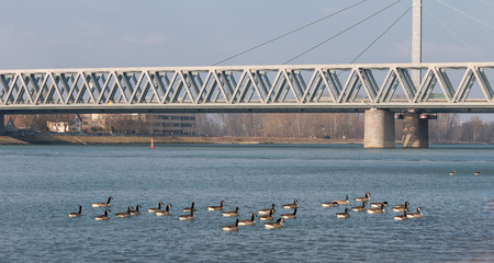 Flock of Canadian geese swimming on the River Rhine in front of a modern steel bridgeの写真素材