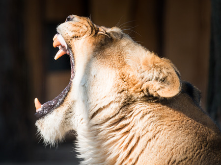Portrait of a graceful female lion yawning and showing her tongue and teethの写真素材