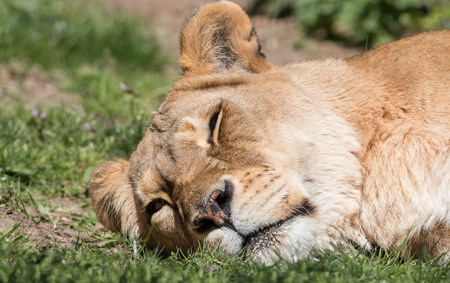 Closeup shot of a lioness peacefully sleeping in the sun on a green meadowの写真素材
