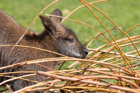 Portrait of a cute Bennet Kangaroo, eating from twigs on a green meadowの写真素材