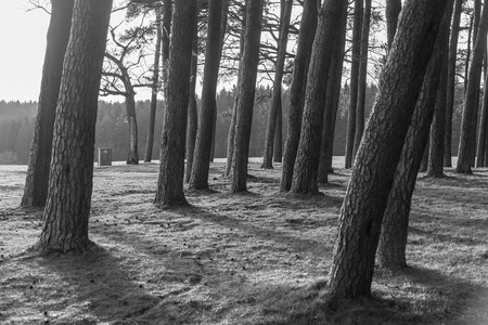 Hills and slopes at the edge of the beautiful Black Forest, Germany, monochromatic versionの写真素材