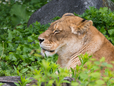 Portrait of a graceful female lion relaxing in the warm spring sunの写真素材