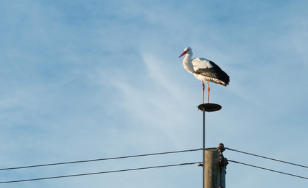 Graceful white stork on a wooden pole, looking out for its prey in front of a blue evening skyの写真素材