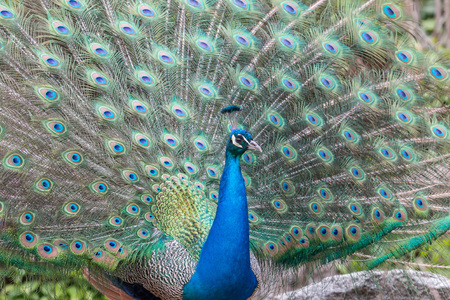 Peacock bragging with his colorful feathers during mating seasonの写真素材