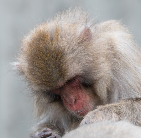 Young baboon dozing on a tree trunk in the warm summer sunの写真素材