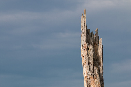 Old broken tree trunk, cracked by lightning or storm, decaying in front of a dramatic cloudy skyの写真素材