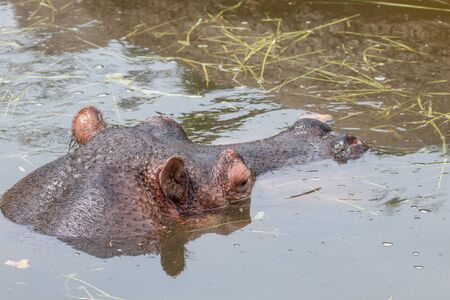 Head of a huge hippopotamus looking out of murky waterの写真素材