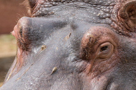 Extreme closeup of a huge hippopotamus face looking into the cameraの写真素材