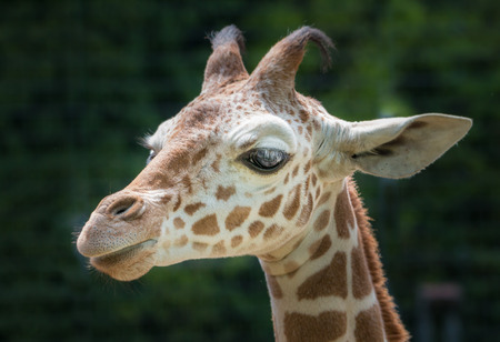 Cloesup portrait of a cute young giraffe from the sideの写真素材