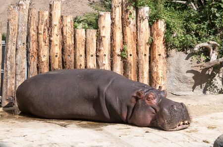 Lazy hippo lying in the sun to sleep and relaxの写真素材