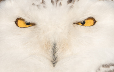 Closeup portrait of a snowy owl, grimly looking out for preyの写真素材
