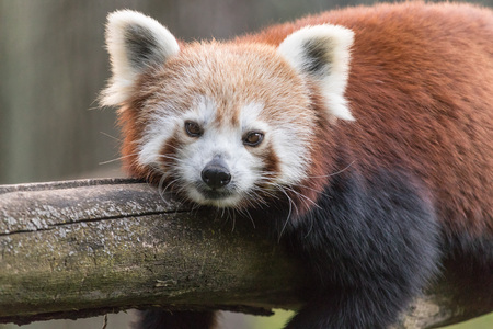 Portrait of a cute Red Panda, an endangered species from the Himalayas
