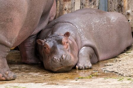Extremely cute hippo baby curiously exploring its new surroundings