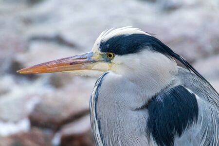 Portrait shot of a grey heron looking out for fish to catchの写真素材