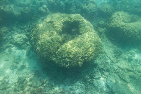 Underwater coral seascape in the tropical waters of Mauritizs, Indian Oceanの写真素材