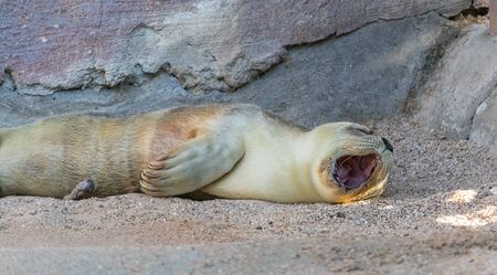 Extremely cute baby seal exploring its new surroundings for the very first timeの写真素材