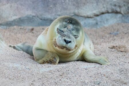Extremely cute baby seal exploring its new surroundings for the very first timeの写真素材