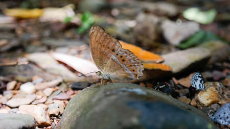 Butterfly caught on the rocksの写真素材