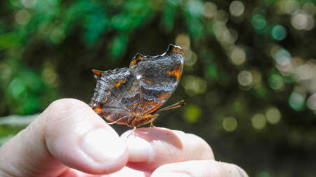 Multicolored butterfliesの写真素材
