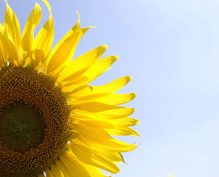 sunflowerの写真素材