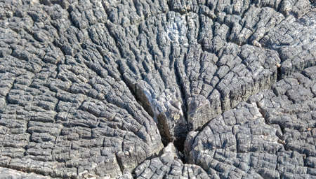 heartwood tree is oldestの写真素材