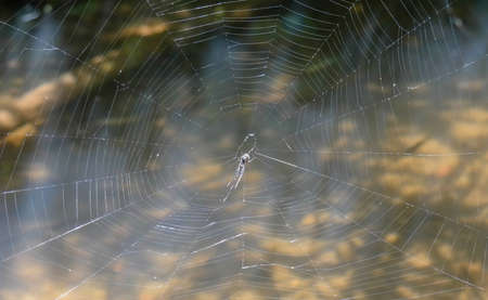 The little spider fibers Built to intercepted victimsの写真素材