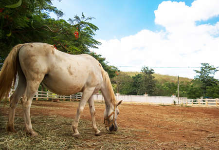 One horse   walks on a farm in a blue sky.の写真素材